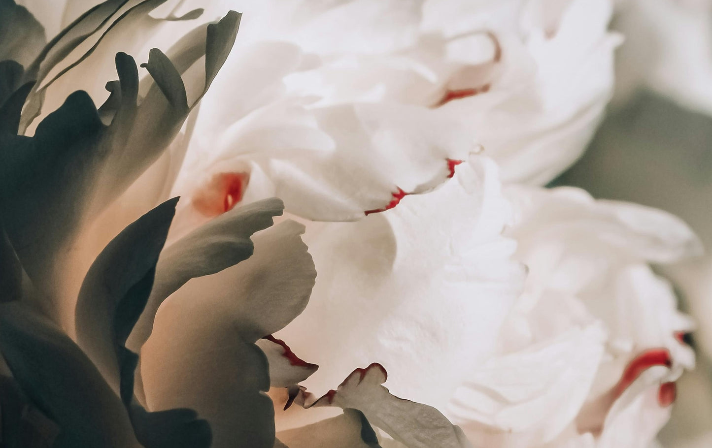 White Peony image 3