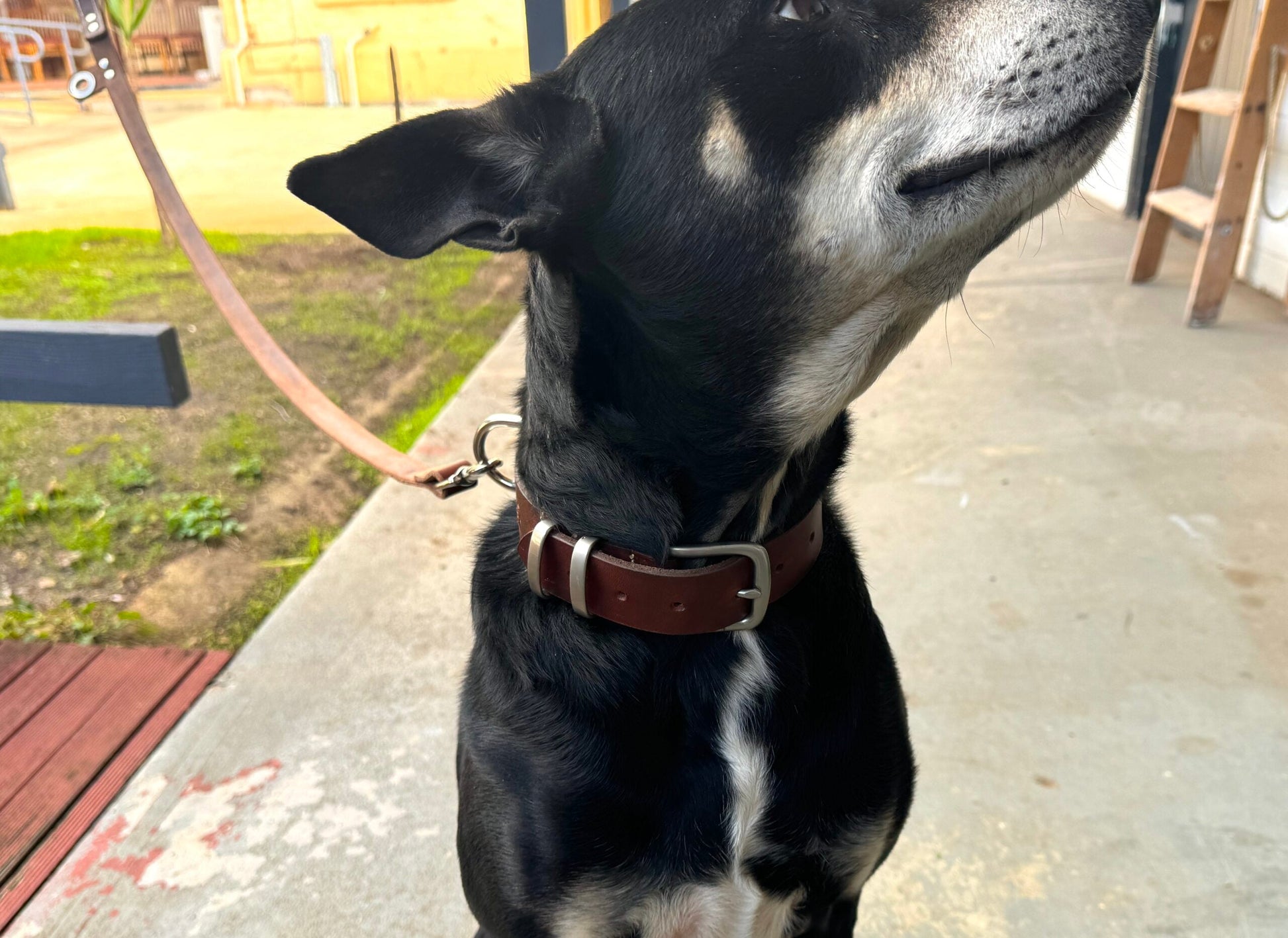 Leash & Collar Combo -XS, S, M, L, XL - Charcoal Black image 4
