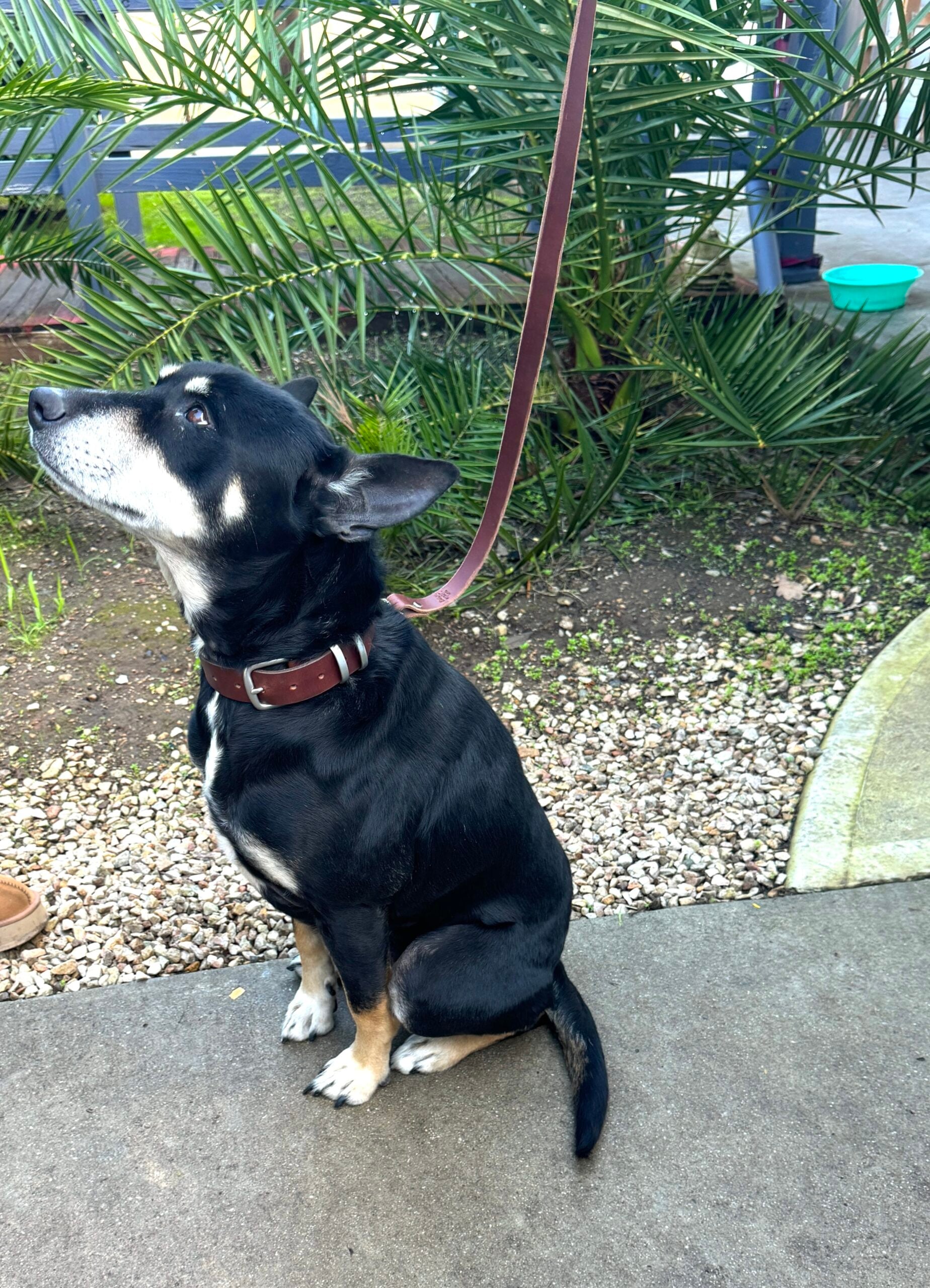 Leash & Collar Combo -XS, S, M, L, XL - Charcoal Black image 0