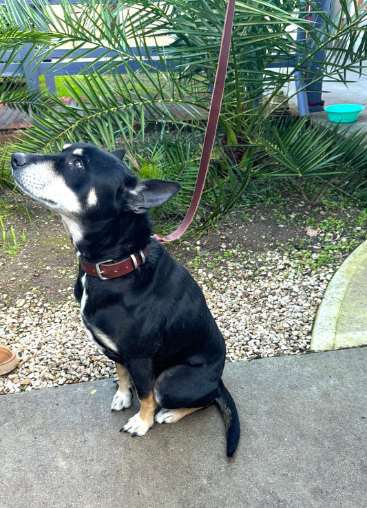Leash & Collar Combo -XS, S, M, L, XL - Charcoal Black image 0