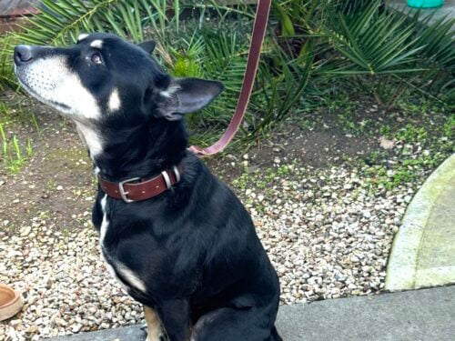 Dog Collar - Full Grain - 5 sizes - Pewter Buckle & Keeper - Charcoal Black image 4