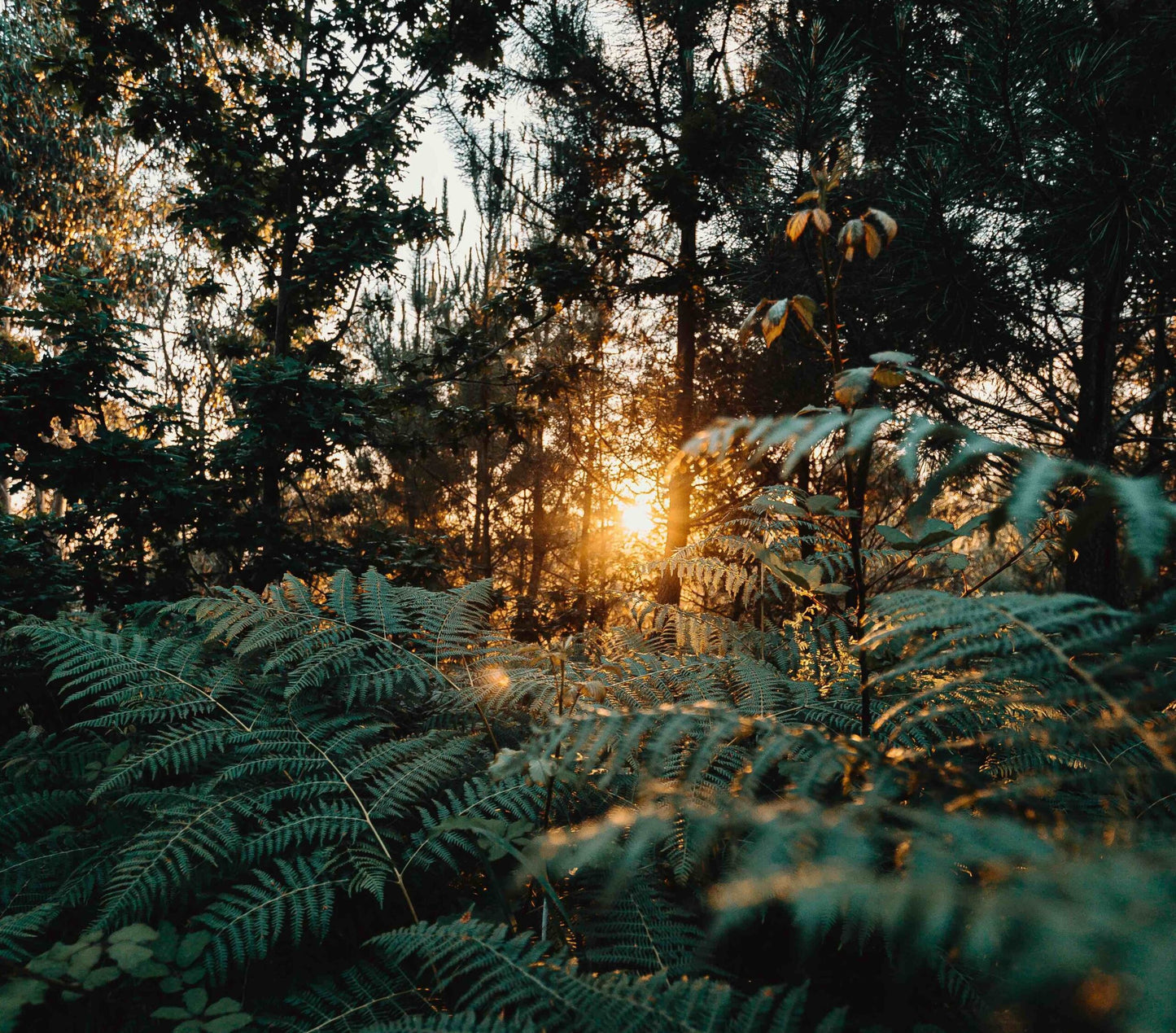 Woodland Dusk image 2