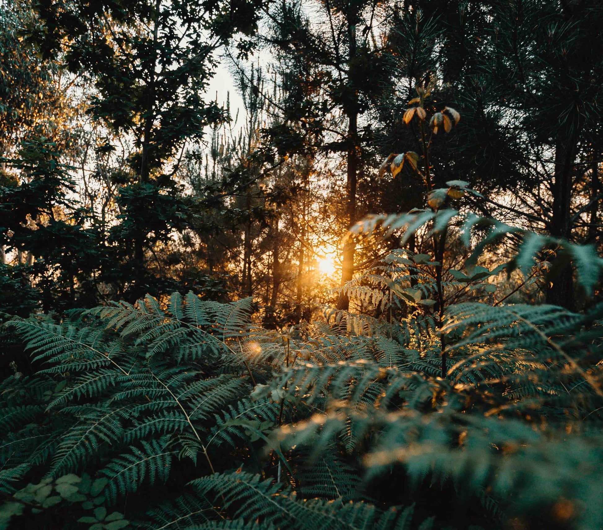 Woodland Dusk image 2